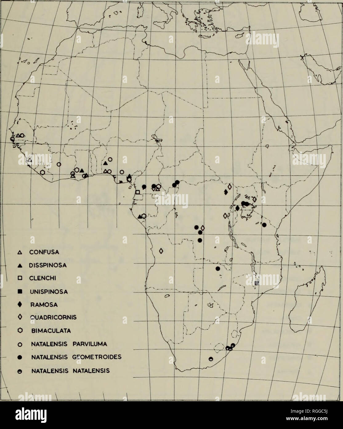 Bulletin Of The British Museum Natural History Entom Supp A Revision Of The Ethiopian Drepanidae Lepidoptera 171 Confusa Disspinosa Clenchi Unispinosa Ramosa Quadricornis Bimaculata Natalensis Parviluma Natalensis Geometroides Natalensis