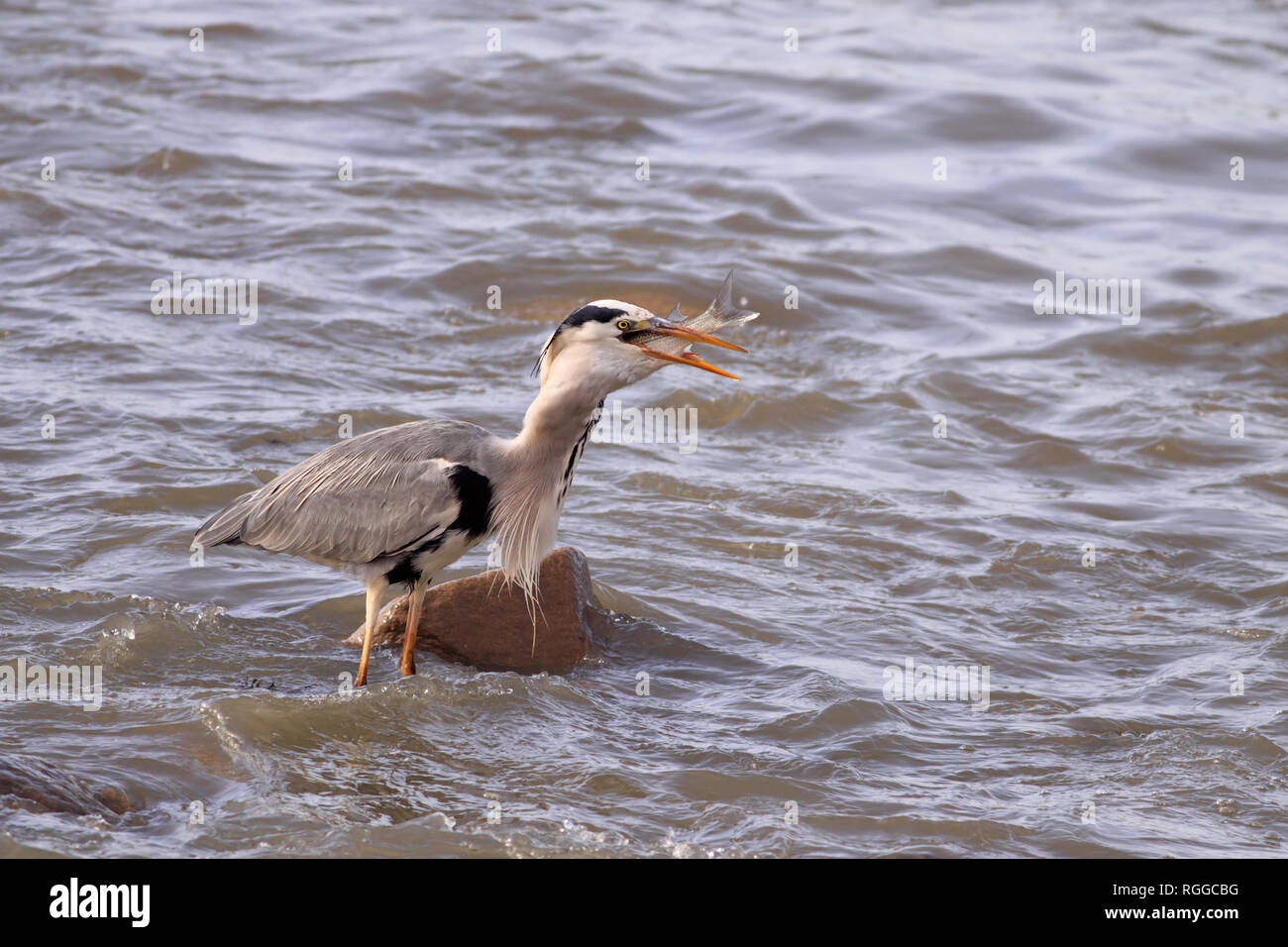 Heron swallowing a fish in the river Douro Stock Photo Alamy