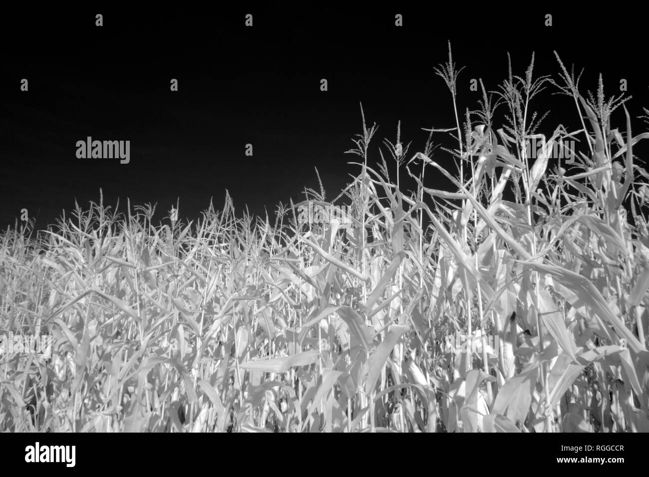 Black and white photo of a late summer corn field (infrared Stock Photo ...