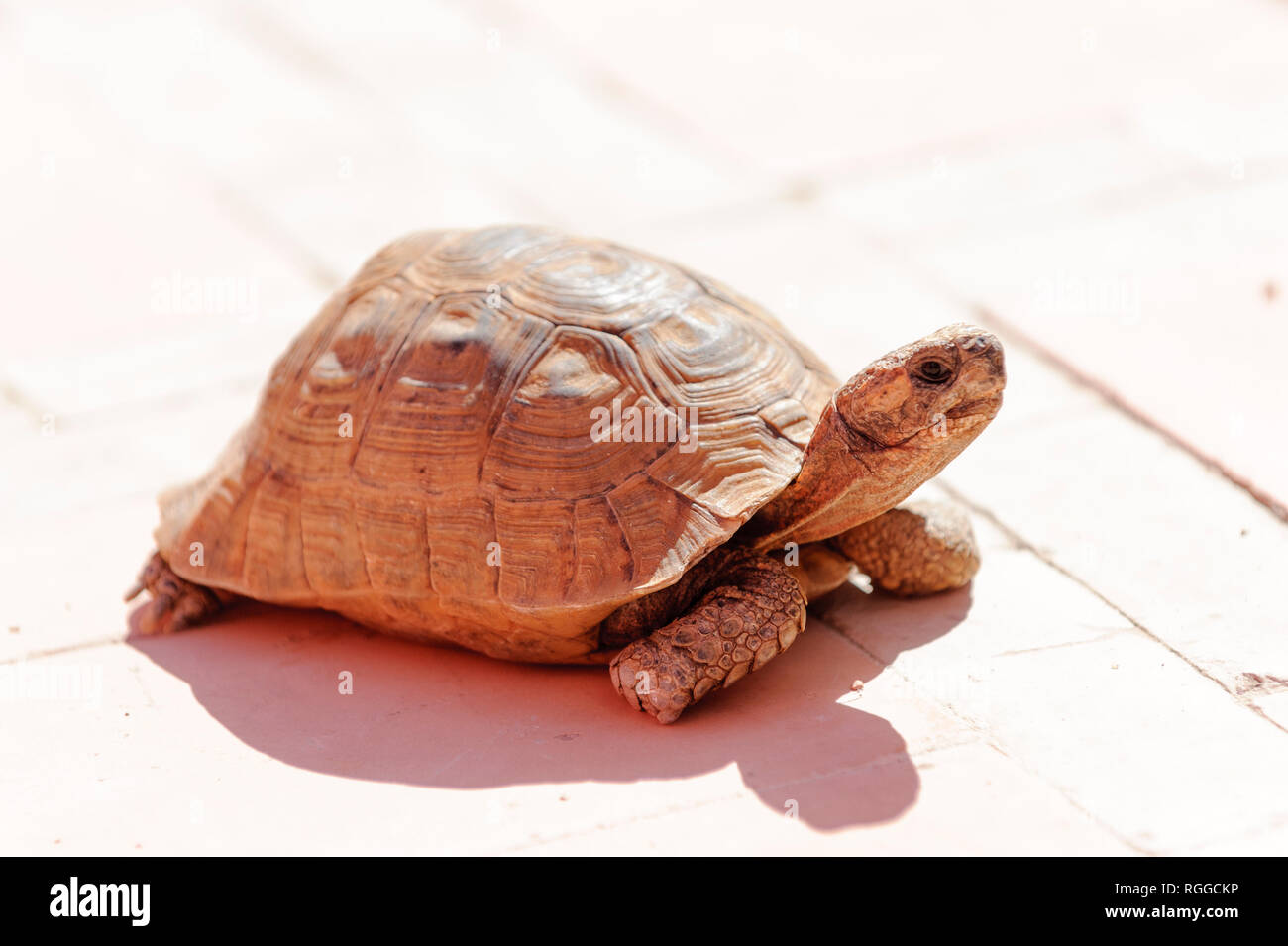 05-03-15, Marrakech, Morocco. The Riad Porte Royale. A tortoise that lives on the terrace. Photo: © Simon Grosset Stock Photo