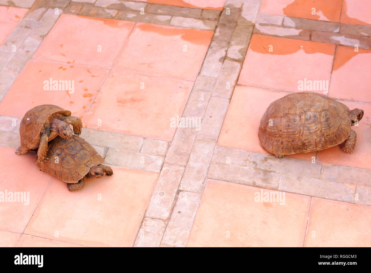 05-03-15, Marrakech, Morocco. The Riad Porte Royale. Two tortoises mating on the terrace with a third tortoise walking away.  Photo: © Simon Grosset Stock Photo