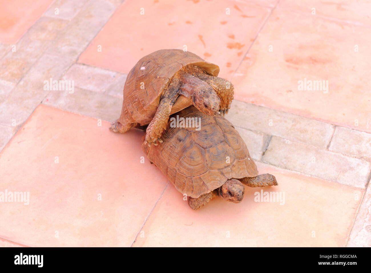 05-03-15, Marrakech, Morocco. The Riad Porte Royale. Two tortoises mating on the terrace.  Photo: © Simon Grosset Stock Photo