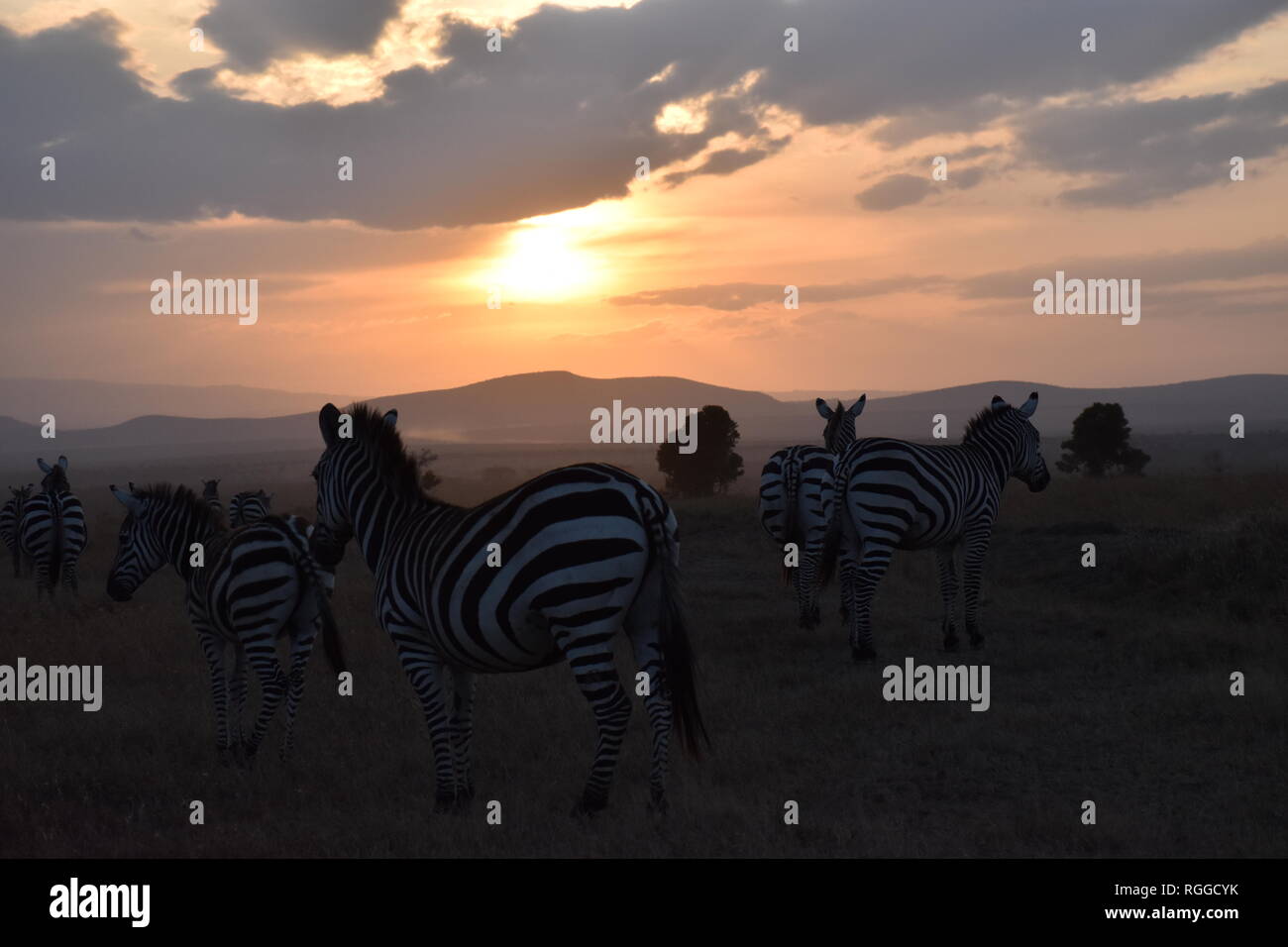 Zebras during sunset in kenya Stock Photo