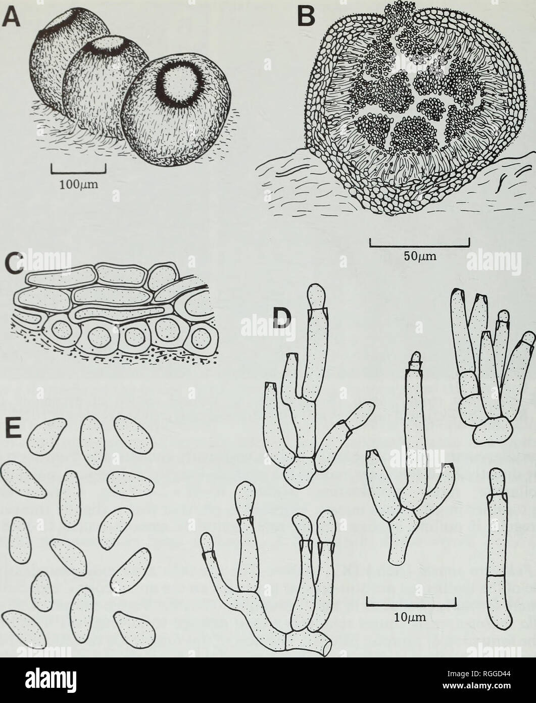 . Bulletin of the British Museum (Natural History). Botany; Botany. 32 D. L. HAWKSWORTH. Fig. 17 Libertiella malmeydensis (K—isotype). A, Pycnidia on the host thallus showing the deeply pigmented ring around the ostiole. B, Vertical section of pycnidium. C, Vertical section of pycnidial wall with granular encrustations on the outer cells. D, Conidiophores and conidiogenous cells. E, Conidia. 1880.' There can consequently be no doubt that Spegazzini's article, which was an appendix to that of Roumeguere, appeared before the printing and distribution of the part ofGrevillea including Cooke's pap Stock Photo