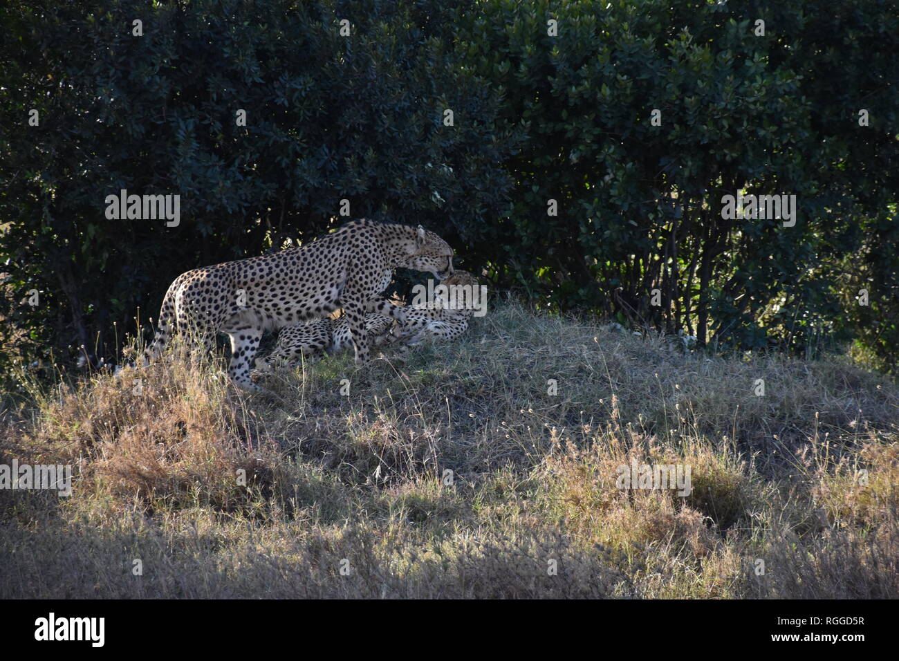 Two male cheetahs in the wild Stock Photo
