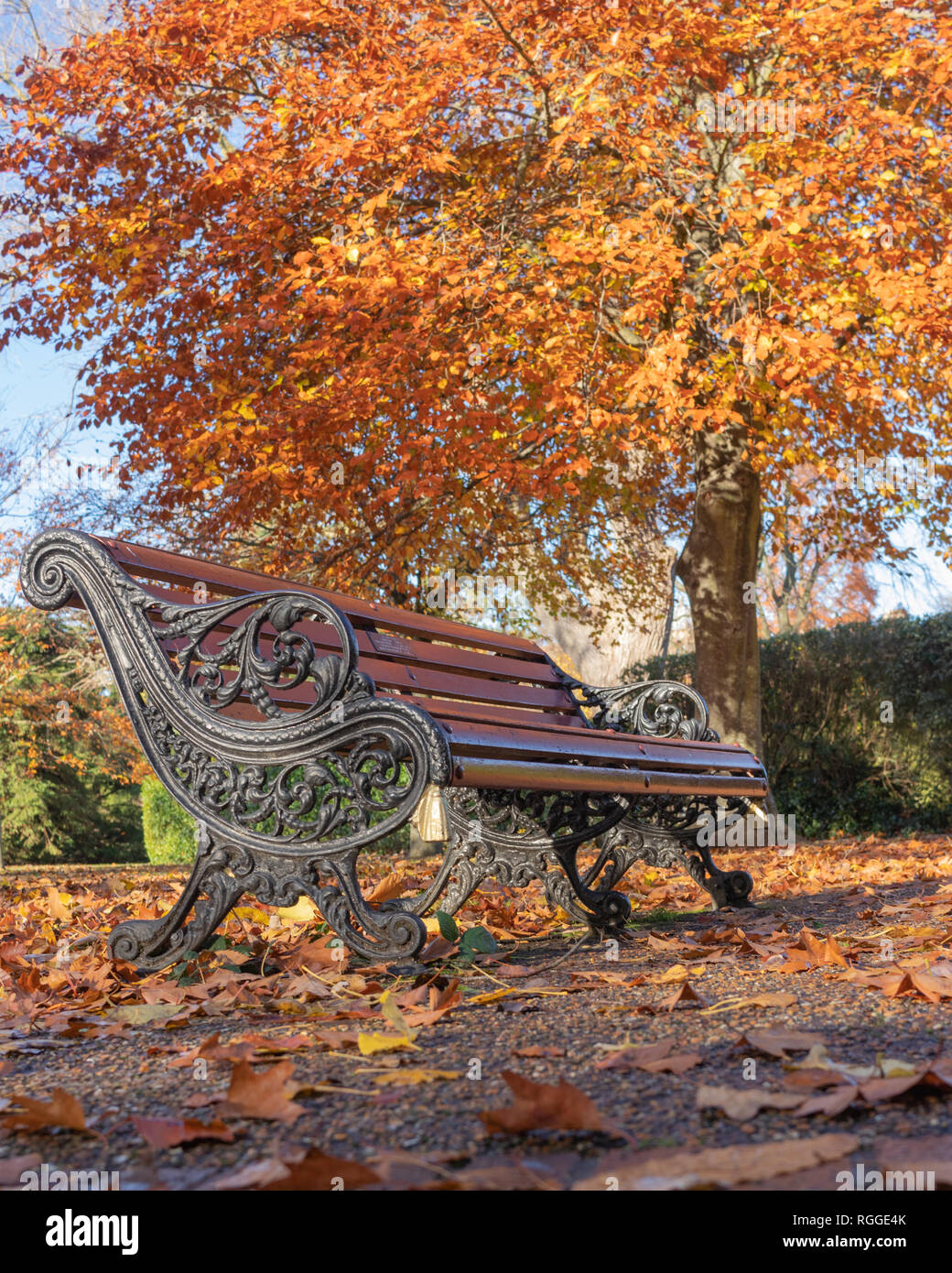 Victorian Park Benches Under A Tree With Autumn Coloured Leaves