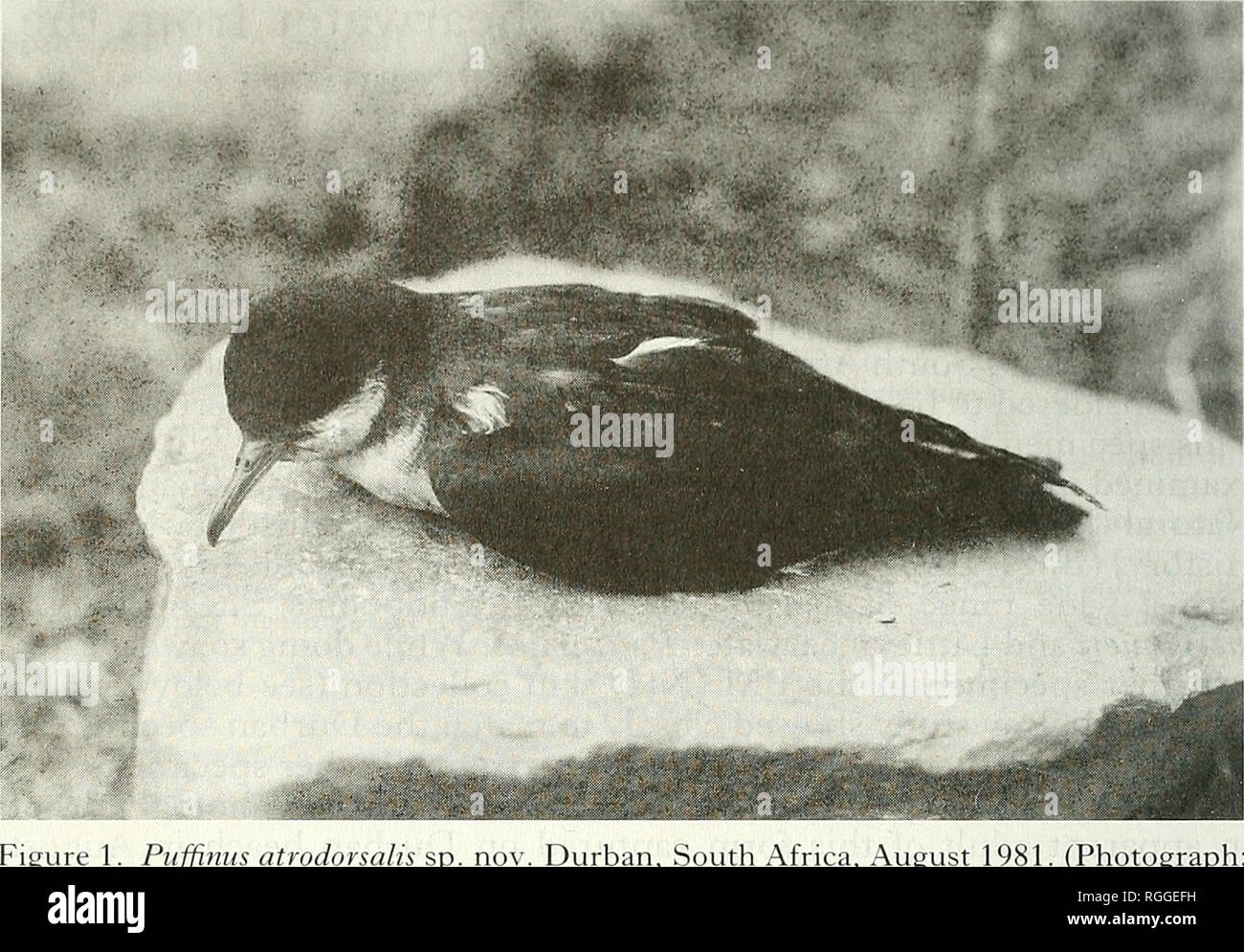 . Bulletin of the British Ornithologists' Club. Birds. H. Shirihai et al. 76 Bull. B.O.C. 1995 115(2). Figure 1. Puffinus atrodorsalis sp. nov. Durban, South Africa, August 1' Ian Sinclair.) 1. (Photograph: Freeze-dried specimen lodged in the Durban Natural Science Museum, DNSM No. 36093. Diagnosis. Medium-sized shearwater with characteristic black-and- white plumage and distinctive, hooded appearance of head. Relatively long wings and tail, as well as bill, approaching P. puffinus in proportions, but in length distinctly smaller (i.e. overall size c. 15% smaller), and in this respect closer t Stock Photo