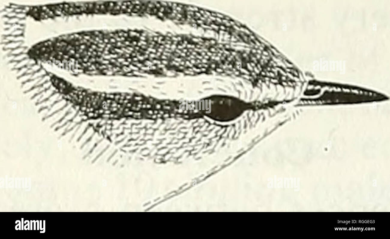 . Bulletin of the British Ornithologists' Club. Birds. Figure 1. Heads of (Left) P. (proregulus) chloronotus, (Centre) 'Ph.sp.', and (Right) P. inornatus. Drawing by Per Alstrom. On 15 June 1988, at Western Hills, Beijing, Hebei Province (c. 40°N, 115.5°E), P.A. and U.O. observed a bird which alternated between a series of loud whistles and the Prinia-like song U.O. had heard on Emei Shan. This individual was also seen very poorly, but it also seemed to be chloronotus, which was then believed to have 4 different types of song (cf. Alstrom &amp; Olsson 1990). On 9 June 1989, P.A. and P.R.C. fou Stock Photo