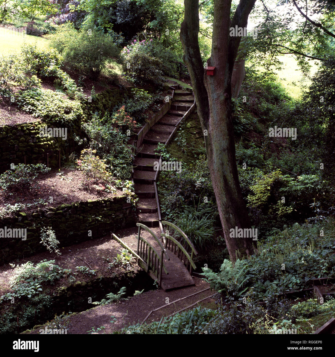 Steep steps to wooden bridge over stream in woodland garden Stock Photo