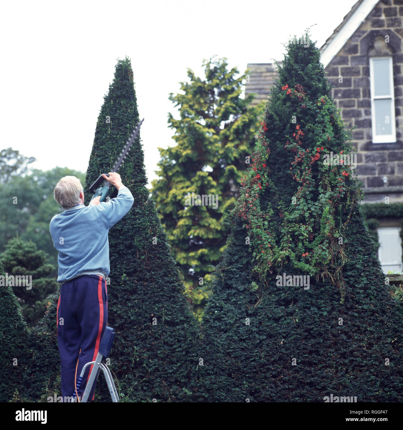 Man on ladder trimming conifer with electric hedge cutters Stock
