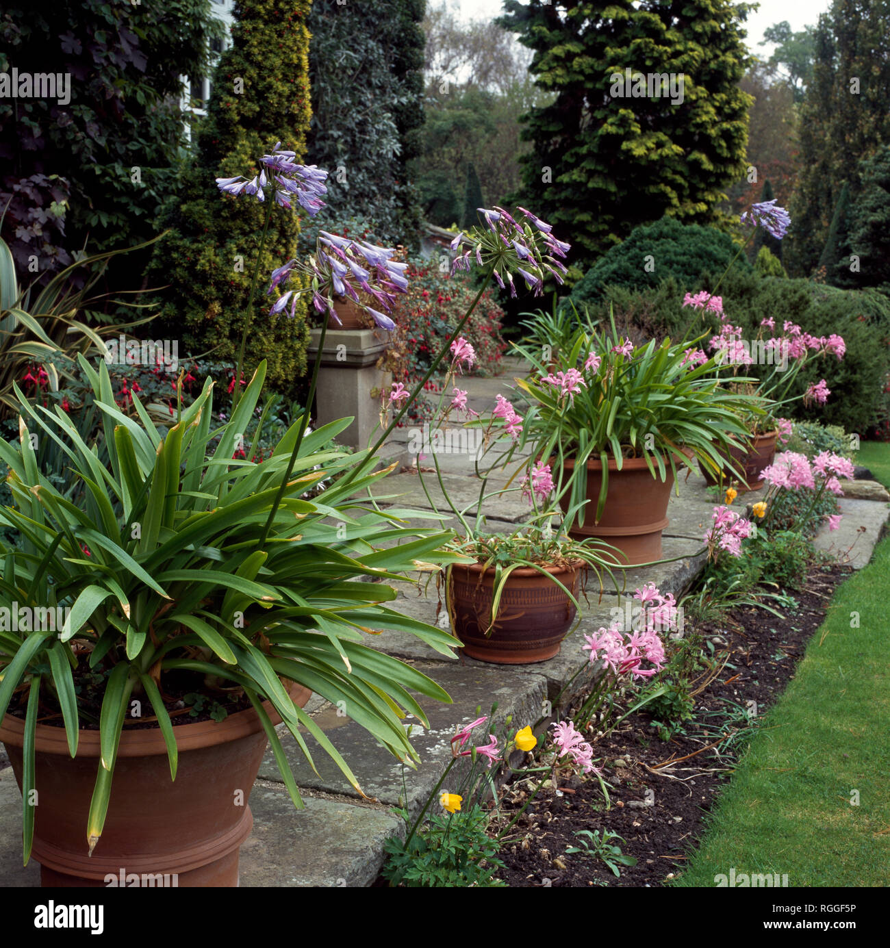 Pots of blue agapanthus and pink nerines on terrace Stock Photo Alamy