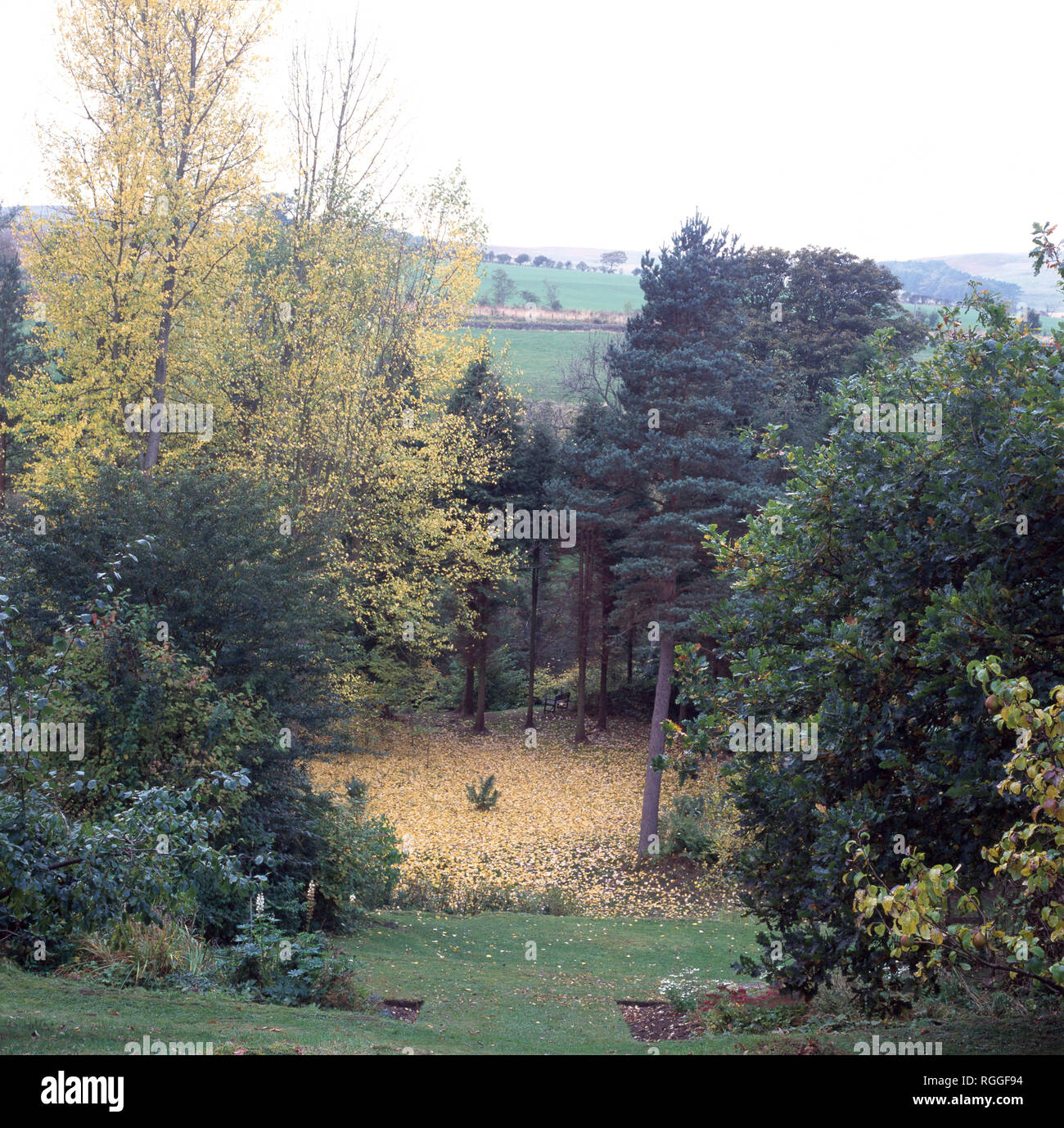 Conifers and deciduous trees in large hillside garden Stock Photo Alamy