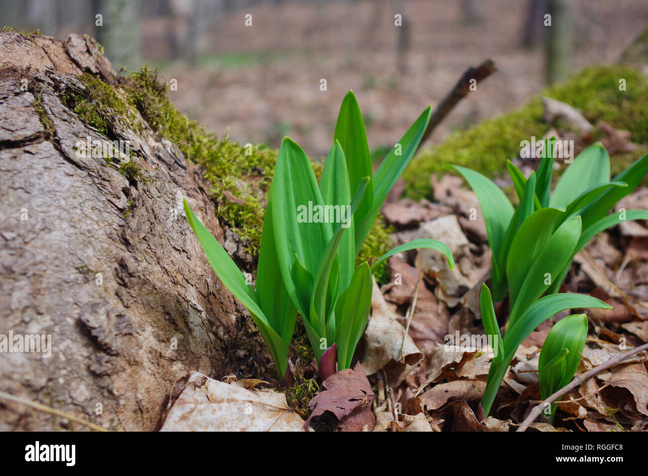 Ramps vegetable hires stock photography and images Alamy