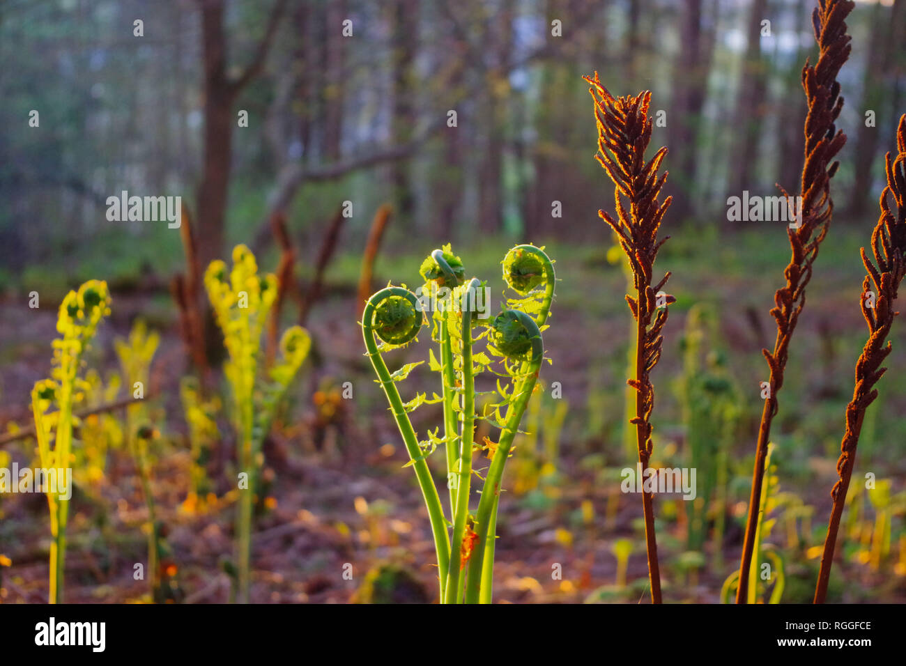 Wild Fiddleheads / Ostrich Fern growing in the spring woods. A delicious wild edible food, a favorite of foragers. Stock Photo