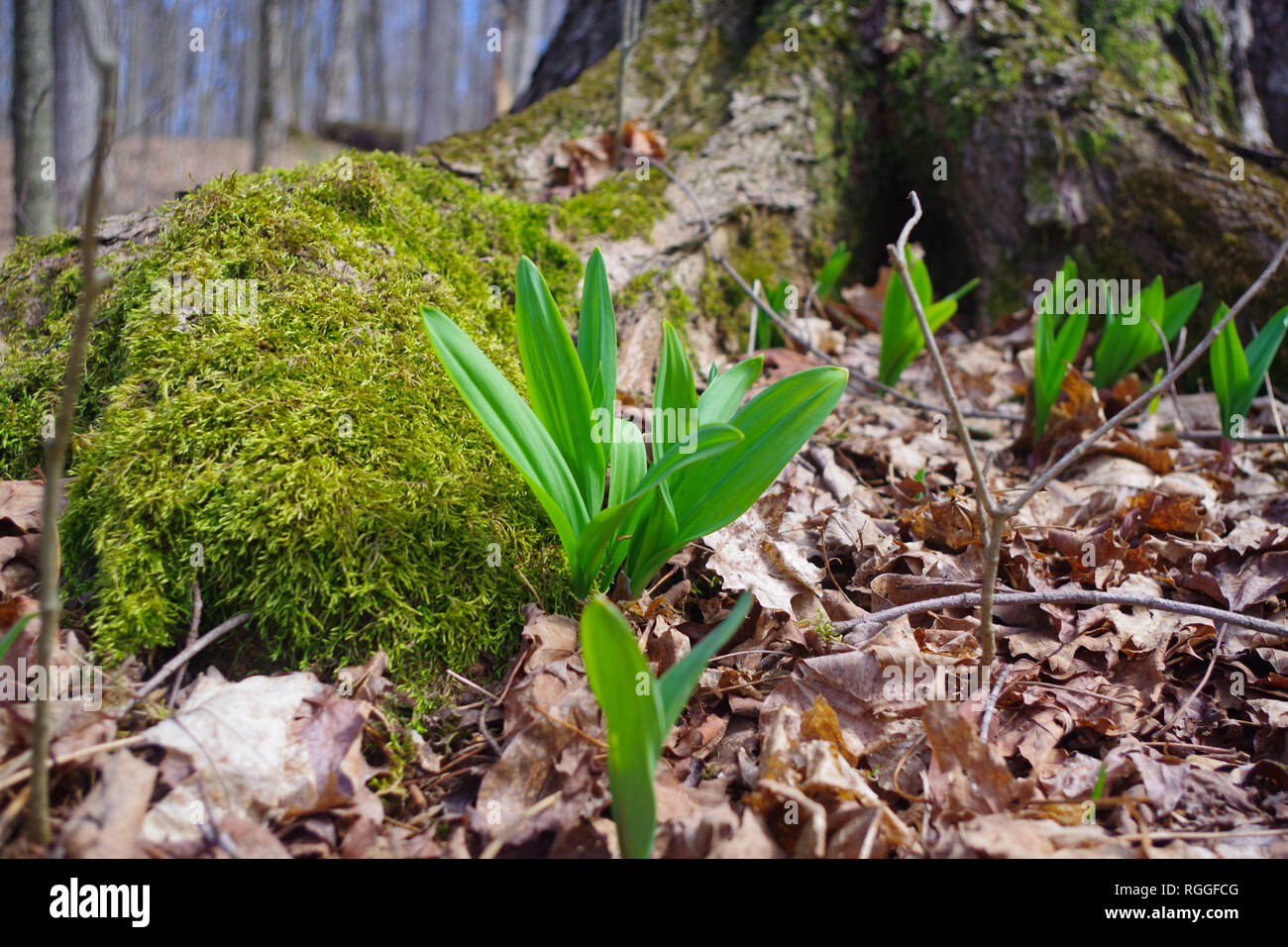 WIld Leeks / Ramps / Ramson (Allium tricoccum) emerging in the spring