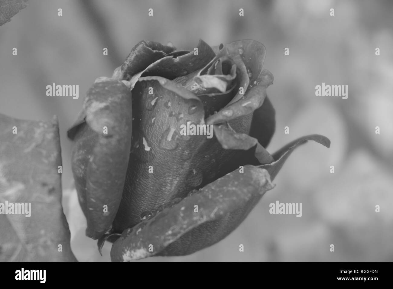 Black and white rose in the rain Stock Photo