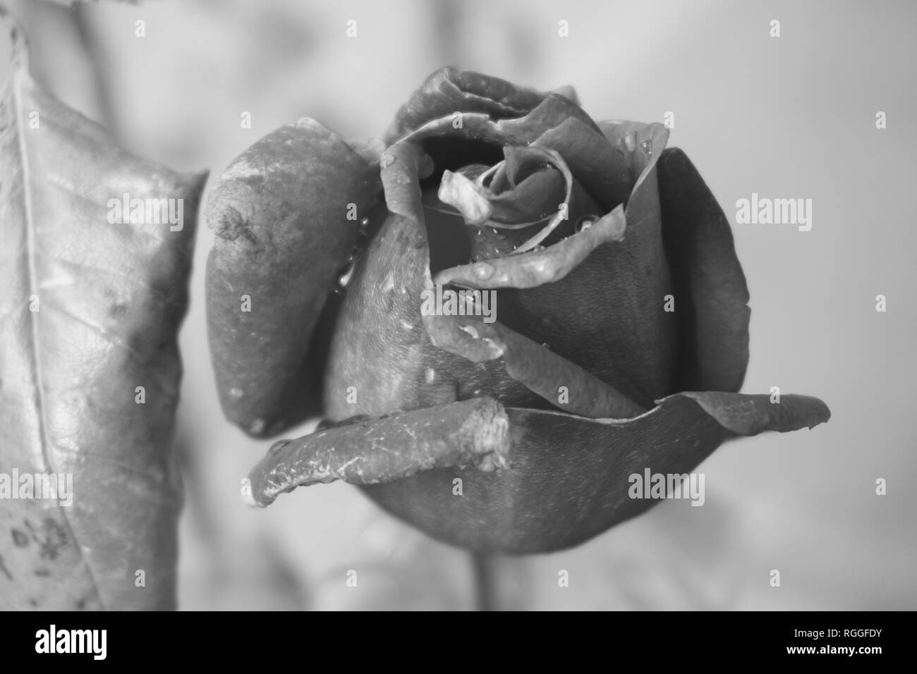 Black and white rose in the rain Stock Photo