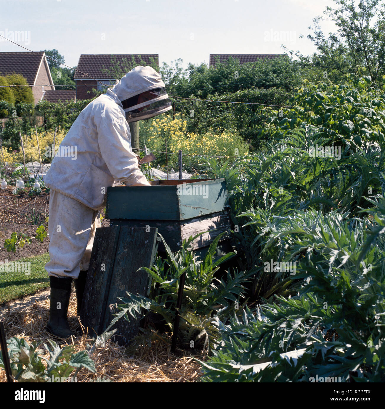 Bee keeper cleaning out bee hive Stock Photo Alamy