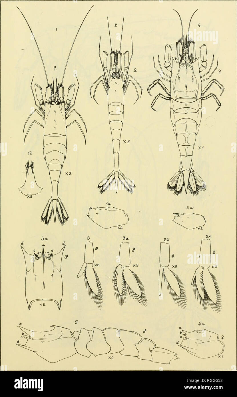 . Bulletin of the Museum of Comparative Zoology at Harvard College. Zoology. S. I.Smith.&quot;Blake&quot; Crustacea . PLATE VII.. Emerton and Smith from nature Photo, Litho. E. Crisar.d, New Haver..Ct PONTOPHILUS BREVIROSTRIS. RGRACILIS. CERAPHILUS AGASSIZII.. Please note that these images are extracted from scanned page images that may have been digitally enhanced for readability - coloration and appearance of these illustrations may not perfectly resemble the original work.. Harvard University. Museum of Comparative Zoology. Cambridge, Mass. : The Museum Stock Photo