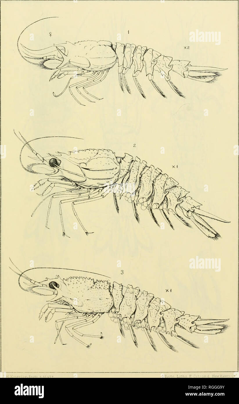 . Bulletin of the Museum of Comparative Zoology at Harvard College. Zoology. I.Sxriilh,'&quot;Blar-e&quot; 'rrusta.eea PLATE V. K.E:?!erlcn,from nai-ur 1..; fiewrioVf-.i'.&quot;t. RHArifOCAIi'IS LONGIRUSTh'A , AGASSIZII and SCULPTA. Please note that these images are extracted from scanned page images that may have been digitally enhanced for readability - coloration and appearance of these illustrations may not perfectly resemble the original work.. Harvard University. Museum of Comparative Zoology. Cambridge, Mass. : The Museum Stock Photo