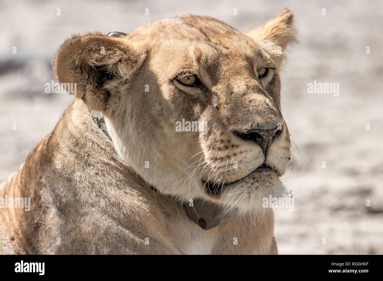 Lioness portrair Stock Photo