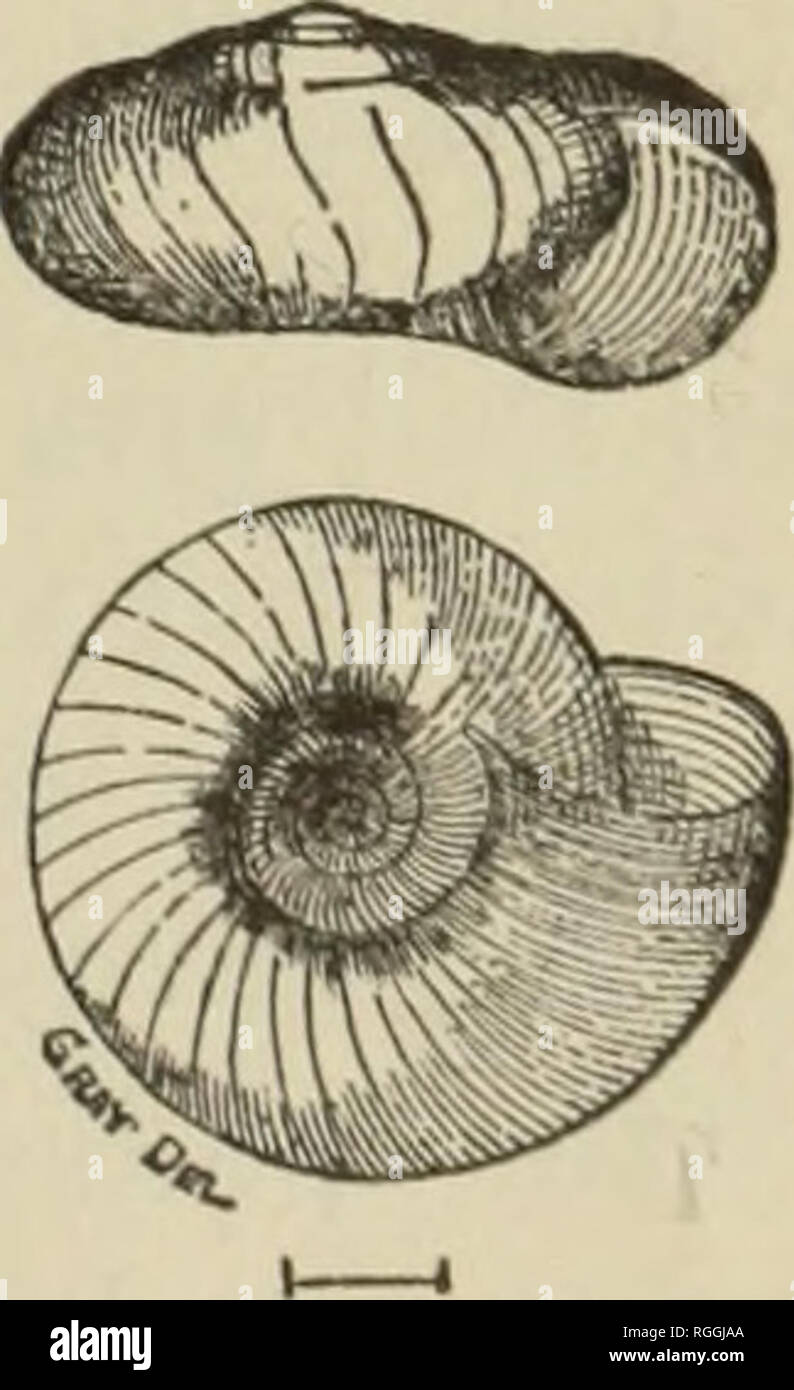 . Bulletin of the Museum of Comparative Zoology at Harvard College. Zoology; Zoology. Zonites caducus, Pfeiffer. cerinoideus, Anthony. Gundlachi, Pfeiffer. Found also in Texas, at Hidalgo, by Dr. Singley. Zonites Singleyanus, Pilsbrt. Shell minute, broadly umbilicate, planorboid, the spire scarcely perceptibly ex- serted; subtranslucent, waxen white, shining, smooth, under a strong lens seen to be slightly wrinkled by growth-lines; whorls three, rather rap- idly increasing, separated by well impressed sutures, convex, the apex rather large; body whorl depressed, slightly descending, indented b Stock Photo