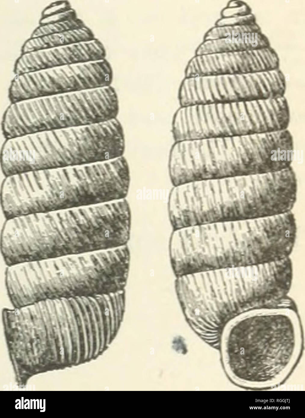 . Bulletin of the Museum of Comparative Zoology at Harvard College. Zoology; Zoology. MUSEUM OF COMPARATIVE ZOOLOGY. 201 Liguus fasciatus, Mull. Plate I. Fig. 5, The Vaccas Key variety, noticed in page 435 of the Manual of American Land Shells, is figured in the plate. Orthalicus undatus, Beug. Plate II. Fig. 4. I give a new figure of the variety of this species. Holospira Arizonensis, Steabns. Shell dextral, elongately cylindrical, pupiform, dingy white to pale horn-color, translucent. Number of wiiorls, twelve to thirteen. Shghtly convex, the su- tures distinctly defined. The upper six or se Stock Photo