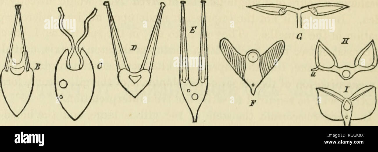 . Bulletin of the Museum of Comparative Zoology at Harvard College. Zoology; Zoology. 434 BULLETIN OF THE. Diagrammatic Sketch of different Forms of the Ctenidia in Mollusks. The length of the filaments or lamella; in the first five figures of the diagram is made for convenience disproportionally small. A. Cross-section of gill of Dimya, showing large blood-vessel in the stem, and the position occupied by the filaments upon the stem. B. Cross-section of the gill in Amusium Dalli, the filaments touching but not organically united above. C. The same of Area ectocomata, showing the tubular filame Stock Photo