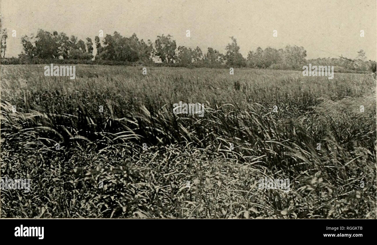 . Bulletin of the Illinois State Laboratory of Natural History. Natural history. Plate VIII.. Fig. 1. Nearer view of the &quot;islands&quot; showing conspicuous vegetation, Typha latifolia and Calamagrostis cayiadensis surrounding the &quot;islands.&quot; Photograph taken September 5, 1908. (Woodruff.). Please note that these images are extracted from scanned page images that may have been digitally enhanced for readability - coloration and appearance of these illustrations may not perfectly resemble the original work.. Illinois State Laboratory of Natural History. Bloomington, Ill. : The Labo Stock Photo