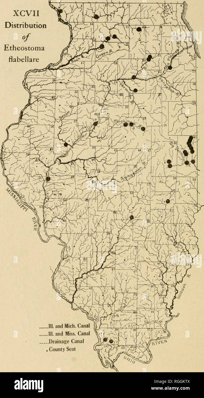 . Bulletin of the Illinois State Laboratory of Natural History. Natural history. XCVII Distribution of Etheostoma flabellare. .III. and Mich. Canal .111. and Miss. Canal .Drainage Canal . County Seat. Please note that these images are extracted from scanned page images that may have been digitally enhanced for readability - coloration and appearance of these illustrations may not perfectly resemble the original work.. Illinois State Laboratory of Natural History. Bloomington, Ill. : The Laboratory Stock Photo