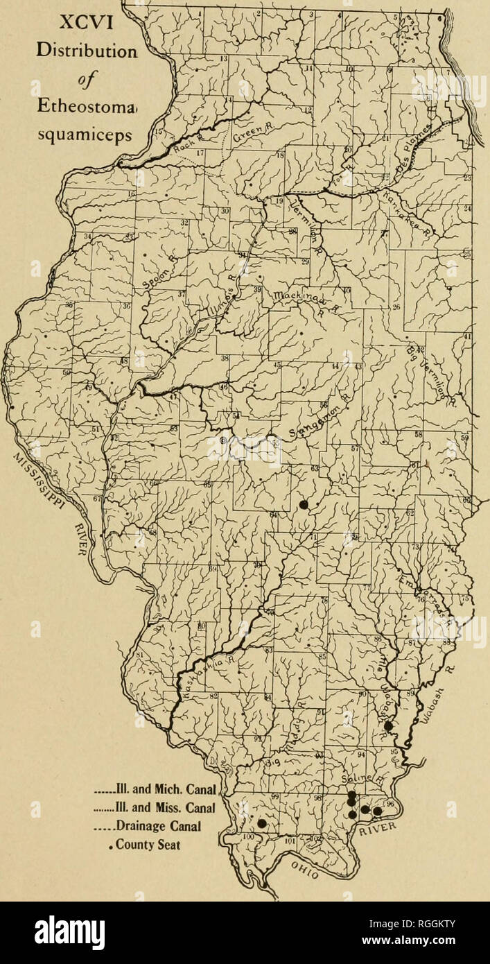 . Bulletin of the Illinois State Laboratory of Natural History. Natural history. XCVI Distribution of Etheostoma squamiceps. ...III. and Mich. Canal ....III. and Miss. Canal ...Drainage Canal .County Seat. Please note that these images are extracted from scanned page images that may have been digitally enhanced for readability - coloration and appearance of these illustrations may not perfectly resemble the original work.. Illinois State Laboratory of Natural History. Bloomington, Ill. : The Laboratory Stock Photo