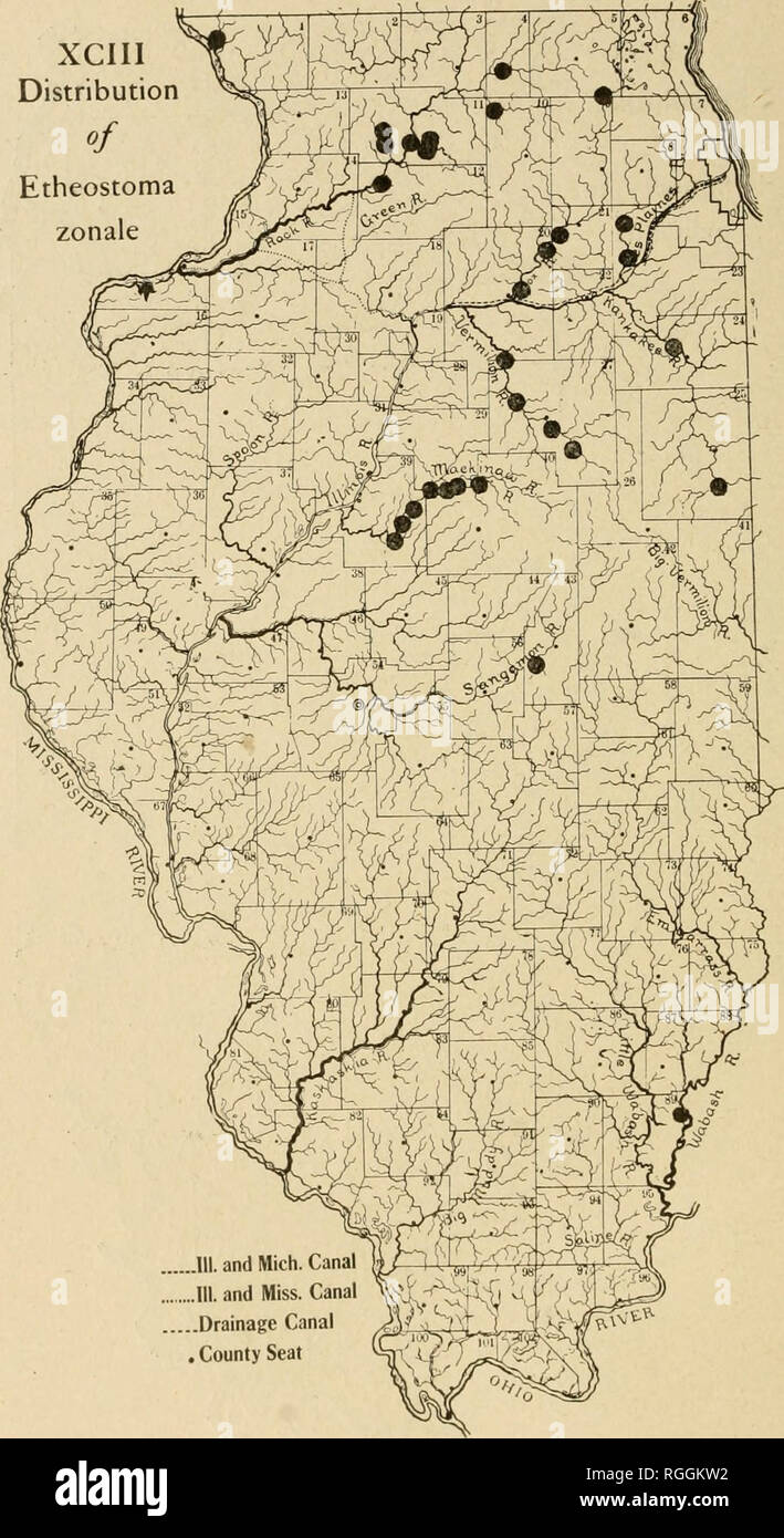. Bulletin of the Illinois State Laboratory of Natural History. Natural history. XCIII Distribution of Etheostoma zonale. .111. and Mich. Canal .111. and Miss. Canal ^'&gt;^ ..Drainage Canal , County Seat. Please note that these images are extracted from scanned page images that may have been digitally enhanced for readability - coloration and appearance of these illustrations may not perfectly resemble the original work.. Illinois State Laboratory of Natural History. Bloomington, Ill. : The Laboratory Stock Photo