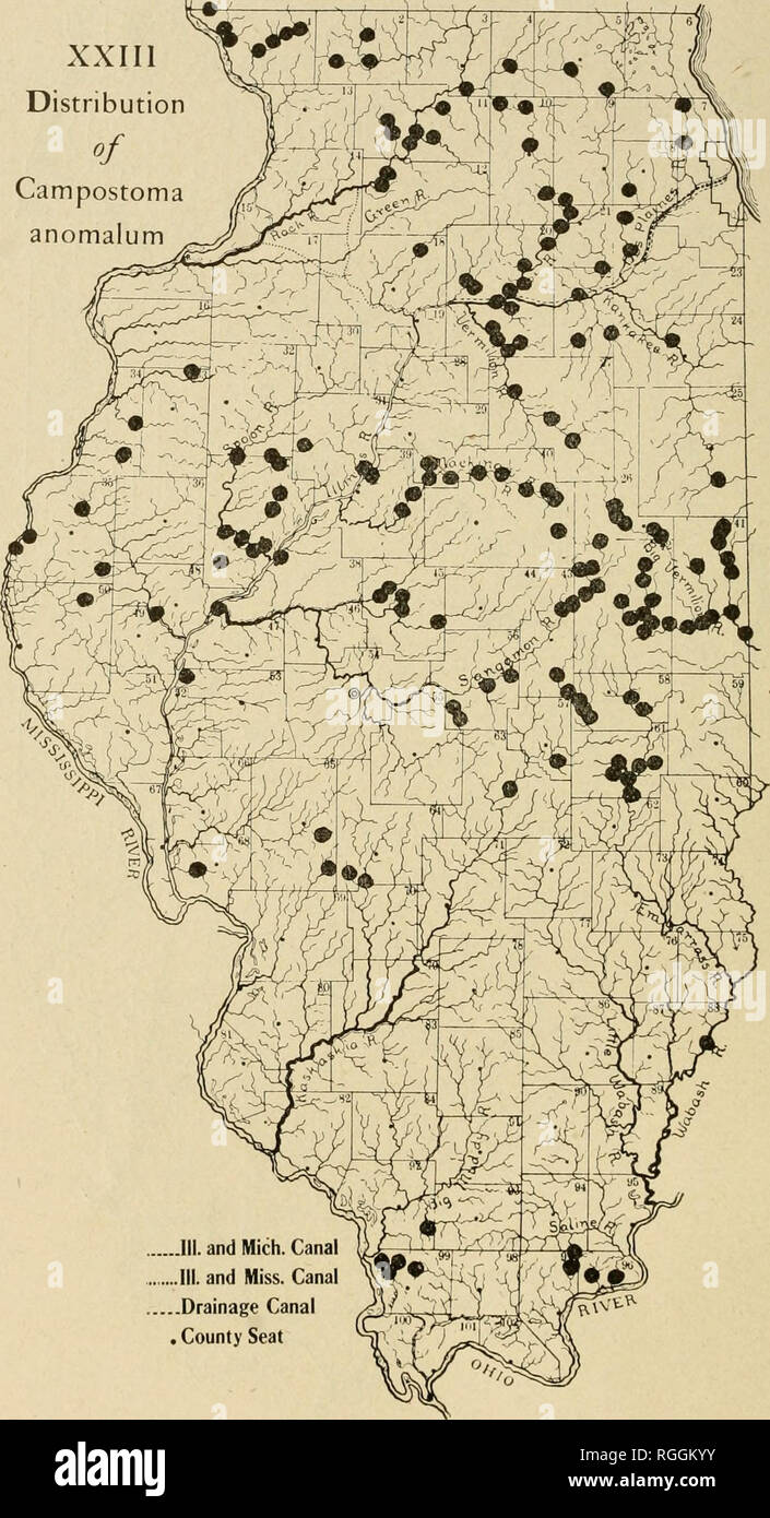 . Bulletin of the Illinois State Laboratory of Natural History. Natural history. XXIIl Distribution of Campostoma anomalum. .III. and Mich. Canal . and Miss. Canal .Drainage Canal , County Seat. Please note that these images are extracted from scanned page images that may have been digitally enhanced for readability - coloration and appearance of these illustrations may not perfectly resemble the original work.. Illinois State Laboratory of Natural History. Bloomington, Ill. : The Laboratory Stock Photo