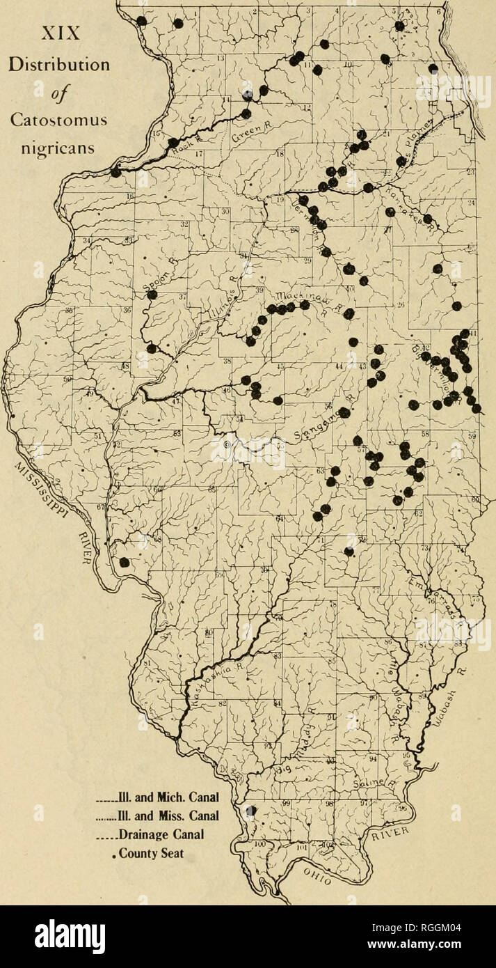 . Bulletin of the Illinois State Laboratory of Natural History. Natural history. XIX Distribution of Catostomus nigricans. ..III. and Mich. Canal ..III. and Miss. Canal .Drainage Canal . County Seat. Please note that these images are extracted from scanned page images that may have been digitally enhanced for readability - coloration and appearance of these illustrations may not perfectly resemble the original work.. Illinois State Laboratory of Natural History. Bloomington, Ill. : The Laboratory Stock Photo
