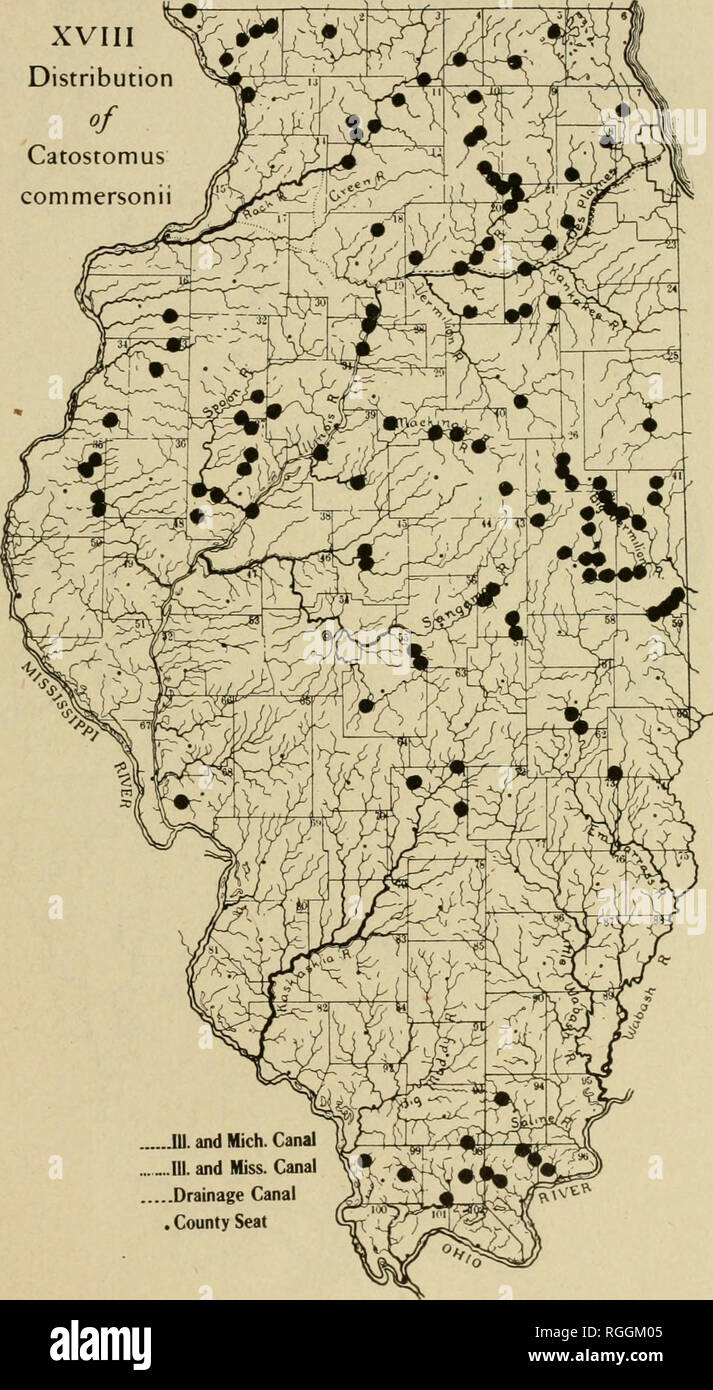 . Bulletin of the Illinois State Laboratory of Natural History. Natural history. XVIII Distribution of Catostomus commersonii. 111. and Mich. Canal 111. and Miss. Canal Drainage Canal . County Seat. Please note that these images are extracted from scanned page images that may have been digitally enhanced for readability - coloration and appearance of these illustrations may not perfectly resemble the original work.. Illinois State Laboratory of Natural History. Bloomington, Ill. : The Laboratory Stock Photo