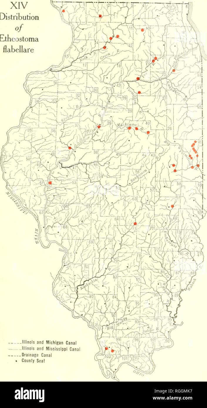 . Bulletin of the Illinois State Laboratory of Natural History. Natural history -- Illinois. XIV Distribution of Etheostoma flabellare. -llllnDls and Michigan Canal .Illinois and Mississippi Canal -Drainage Canal County Seat. Please note that these images are extracted from scanned page images that may have been digitally enhanced for readability - coloration and appearance of these illustrations may not perfectly resemble the original work.. Illinois State Laboratory of Natural History. Bloomington, Ill. : The Laboratory Stock Photo