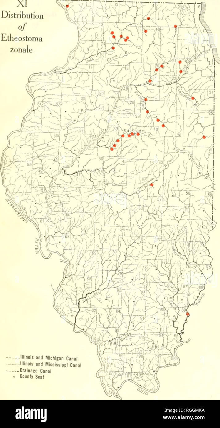 . Bulletin of the Illinois State Laboratory of Natural History. Natural history -- Illinois. XI r; Distribution of Etheostoma zonale. -Illinois and Michigan Canal -Illinois and Mississippi Canal -Drainage Canal County Seat. Please note that these images are extracted from scanned page images that may have been digitally enhanced for readability - coloration and appearance of these illustrations may not perfectly resemble the original work.. Illinois State Laboratory of Natural History. Bloomington, Ill. : The Laboratory Stock Photo