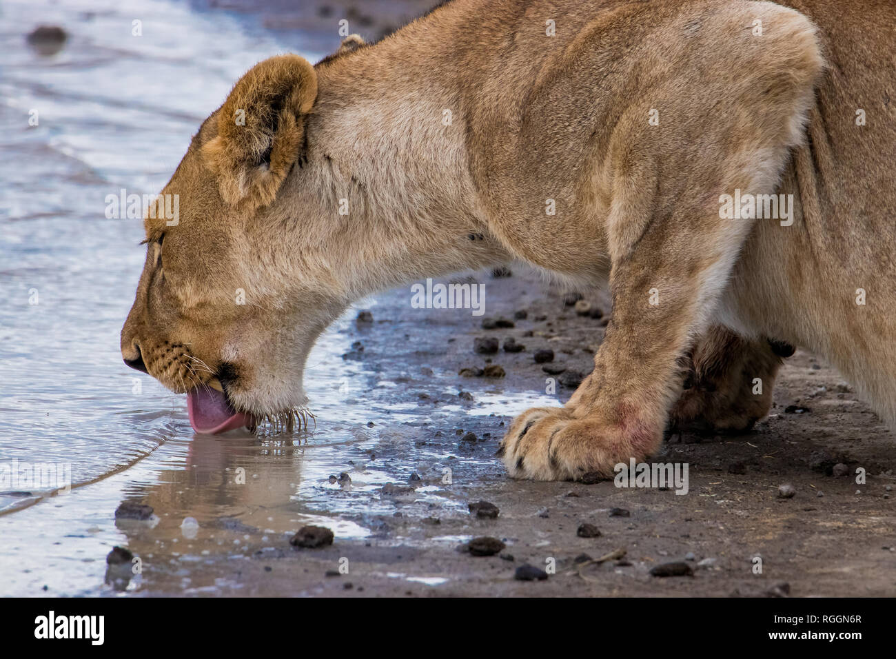 Lioness drinks water from the puddle Stock Photo