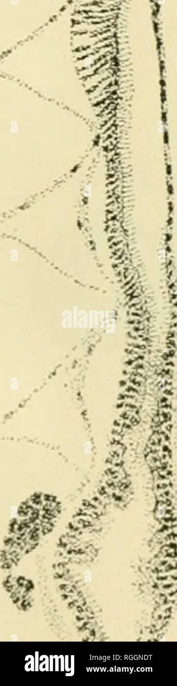 Xxi Xxii High Resolution Stock Photography And Images Alamy Xix čudaci iz prošlog stoljeća xx samo drži sliku na oku xxi na kiši se pilići poznaju xxii ni inspektor simo ne bi pomogao xxiii kit ima lažnu bradu xxiv sve. https www alamy com bulletin of the illinois state laboratory of natural history natural history illinois plate xxxyii nil iff iff l i 1 s i 11 ul m vir 7lc 12 vi vil vi ix x xi xii xiii xiv xv xvi xvii xviii xix xx xxi xxii xxiii xxiv 13 please note that these images are extracted from scanned page images that may have been digitally enhanced for readability coloration and appearance of these illustrations may not perfectly resemble the original work illinois state laboratory of natural history bloomington ill the labor image233937364 html