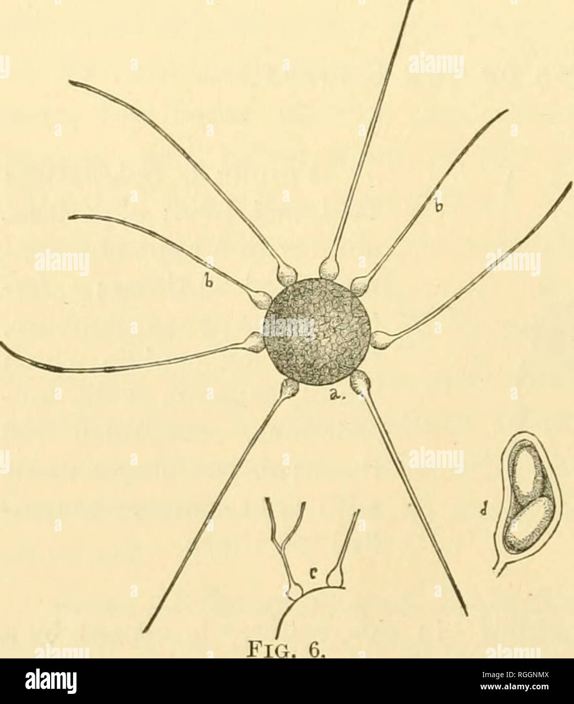 . Bulletin of the Illinois State Laboratory of Natural History. Natural history -- Illinois. FiGUEE 4. Erysiphe chicoracearum, DC. A ruptured perithecium with thread-like appendages and protrud- ing asci, each containing two spores, — magnified 90 times. n i^lk ^t4.l*' Figure 5. Uncinula am- pelopsidis, Peck: a, perithe- cium with the numerous appendages (6) coiled at the tip,— magnified 100 times; c, ^^^ one of the appendages (tip) further magnified; d,anas- cus with five spores,—magni- fied 200 times. The lower, pointed end of the ascus is attached to the bottom of the cavity of the perithe Stock Photo