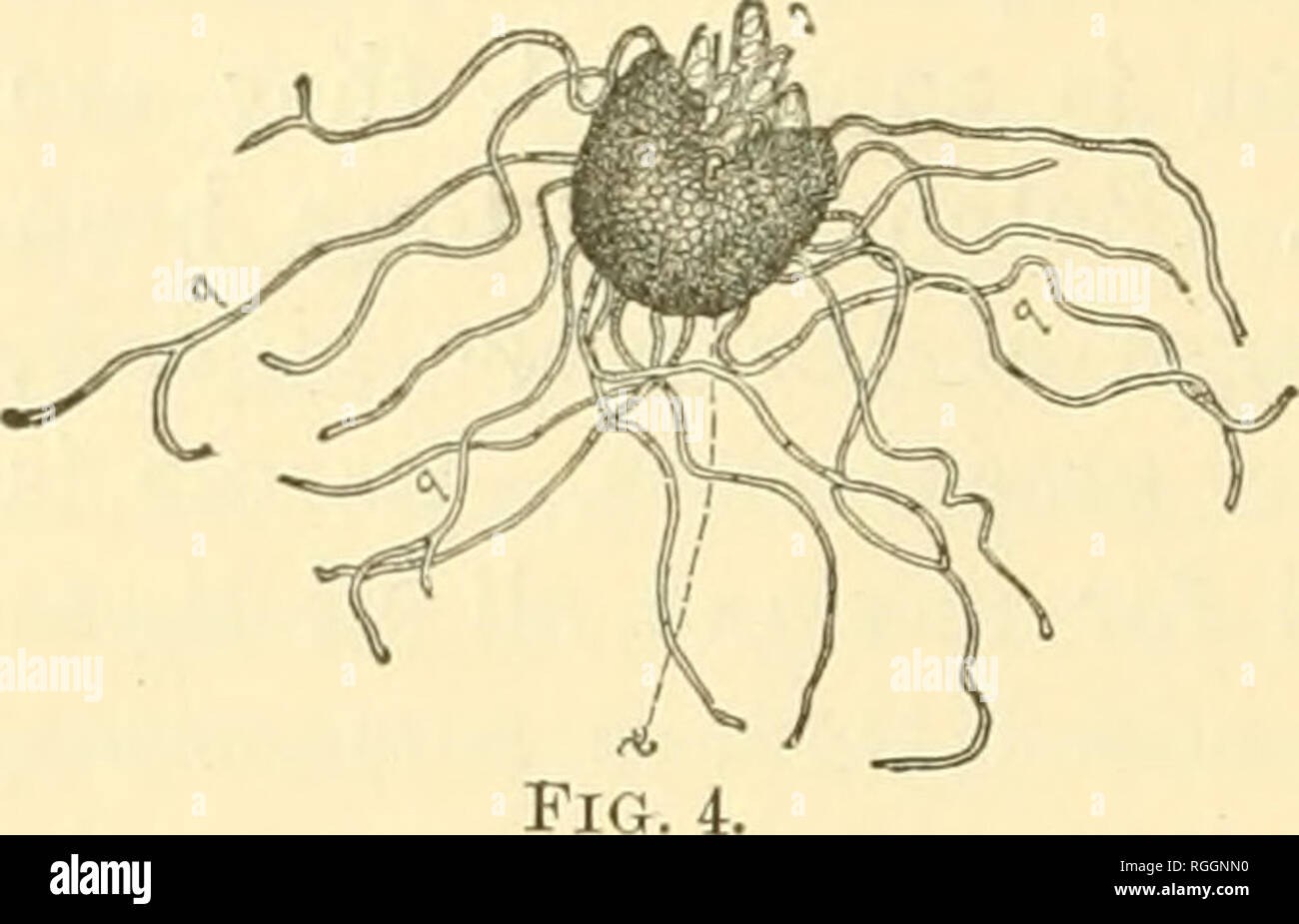 . Bulletin of the Illinois State Laboratory of Natural History. Natural history -- Illinois. Illinois State Laboratory of NaturaljHistory.. FiGUEE 4. Erysiphe chicoracearum, DC. A ruptured perithecium with thread-like appendages and protrud- ing asci, each containing two spores, — magnified 90 times. n i^lk ^t4.l*' Figure 5. Uncinula am- pelopsidis, Peck: a, perithe- cium with the numerous appendages (6) coiled at the tip,— magnified 100 times; c, ^^^ one of the appendages (tip) further magnified; d,anas- cus with five spores,—magni- fied 200 times. The lower, pointed end of the ascus is atta Stock Photo