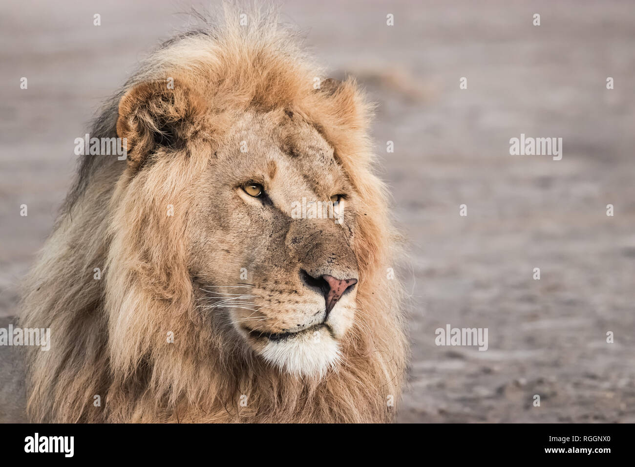 Portrait of a lion's face Stock Photo