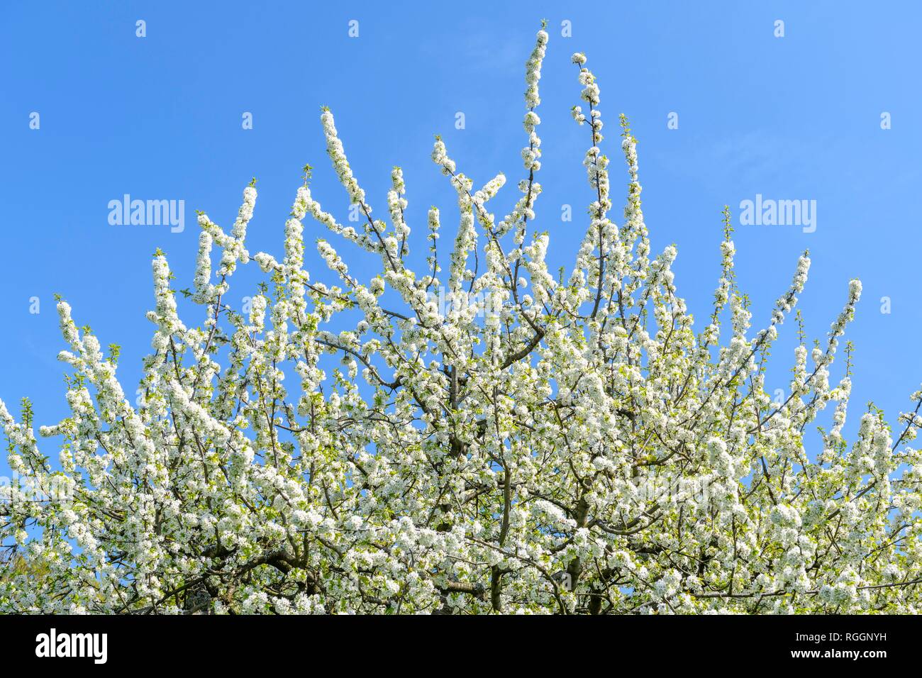 Branches of cherry tree hires stock photography and images Alamy