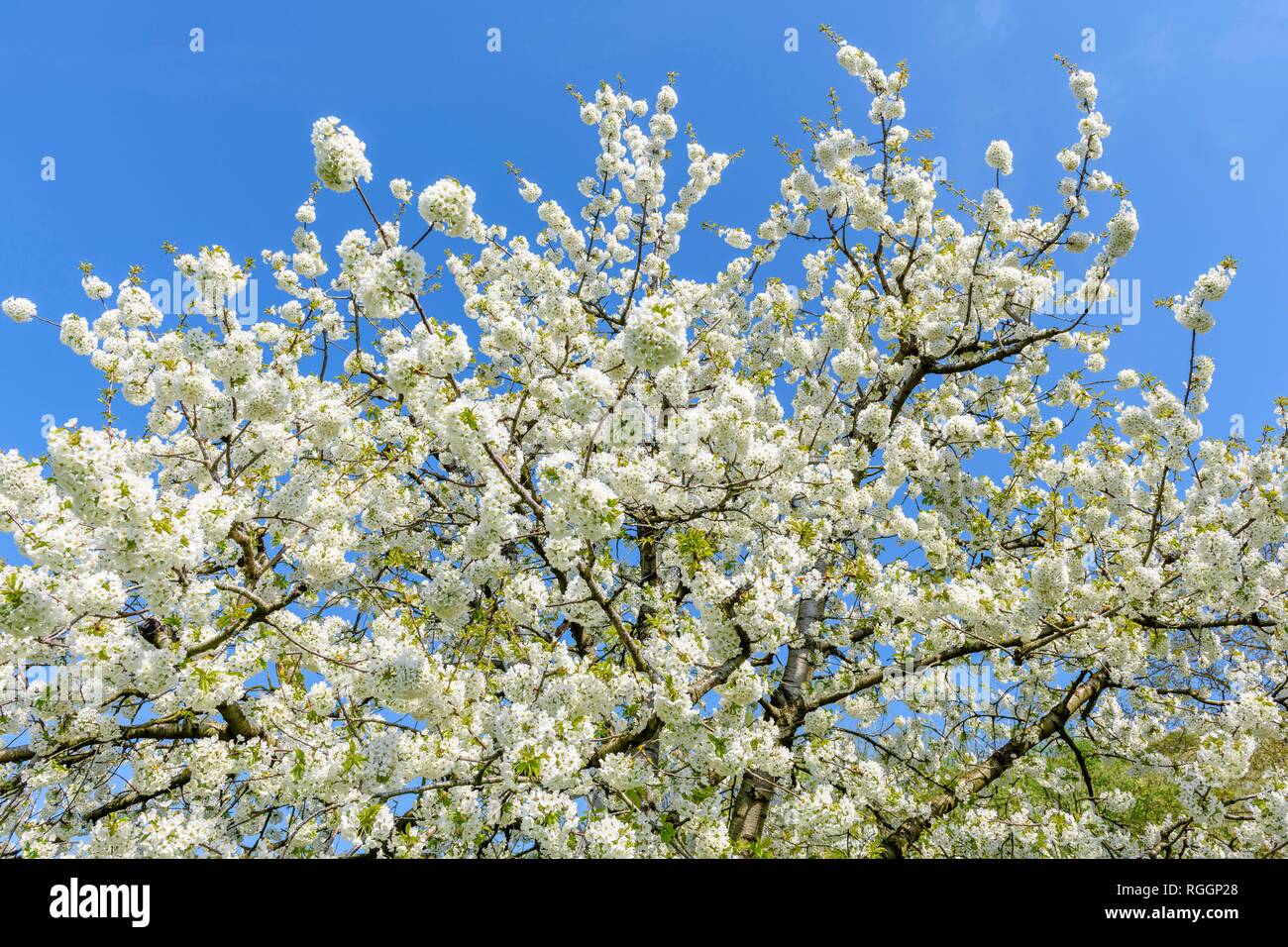 Cherry tree branches hires stock photography and images Alamy