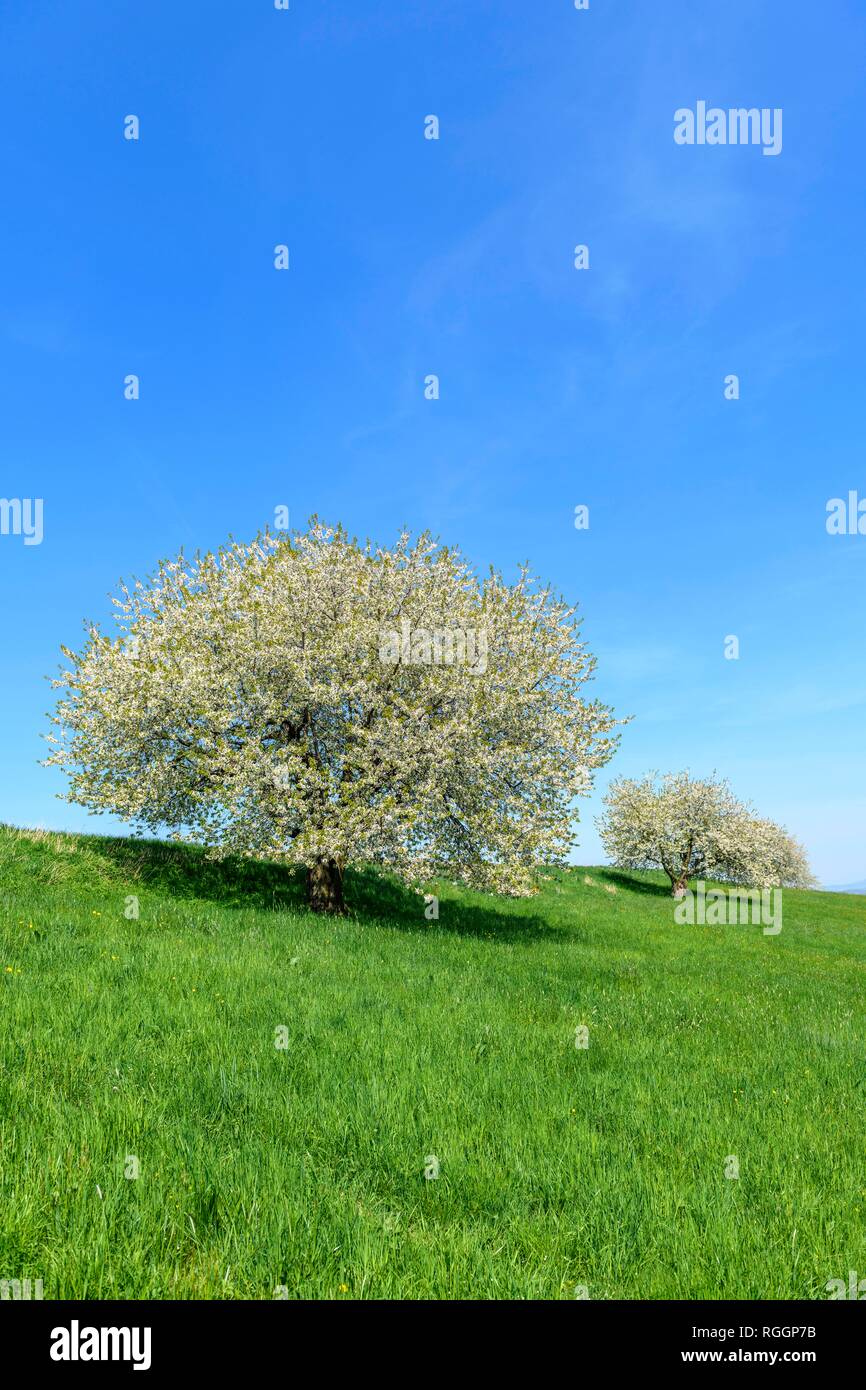Orchard meadow hi-res stock photography and images - Alamy