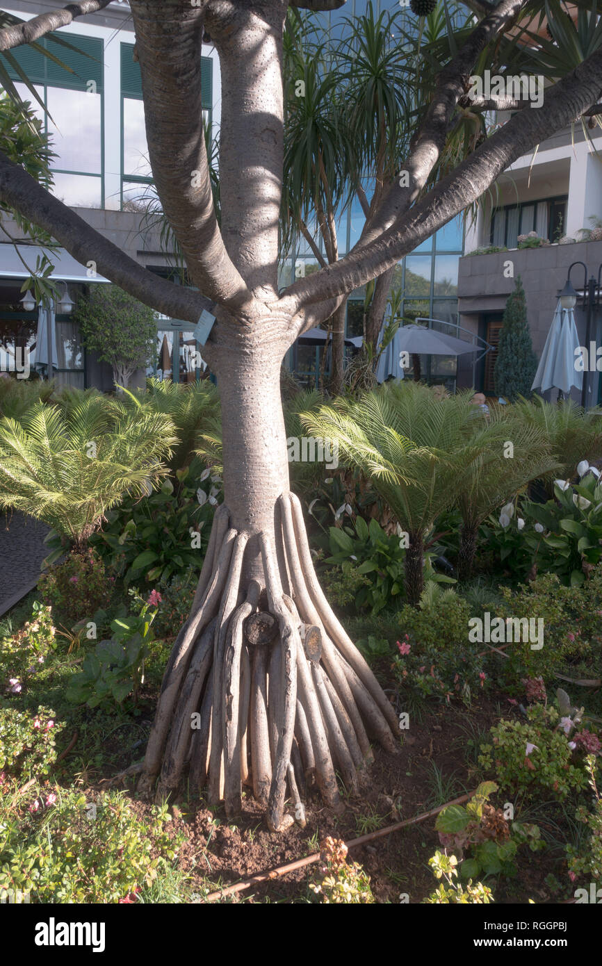 Pandanus utilis Bory or Pandano Screw Pine seen in Funchal, Madeira a