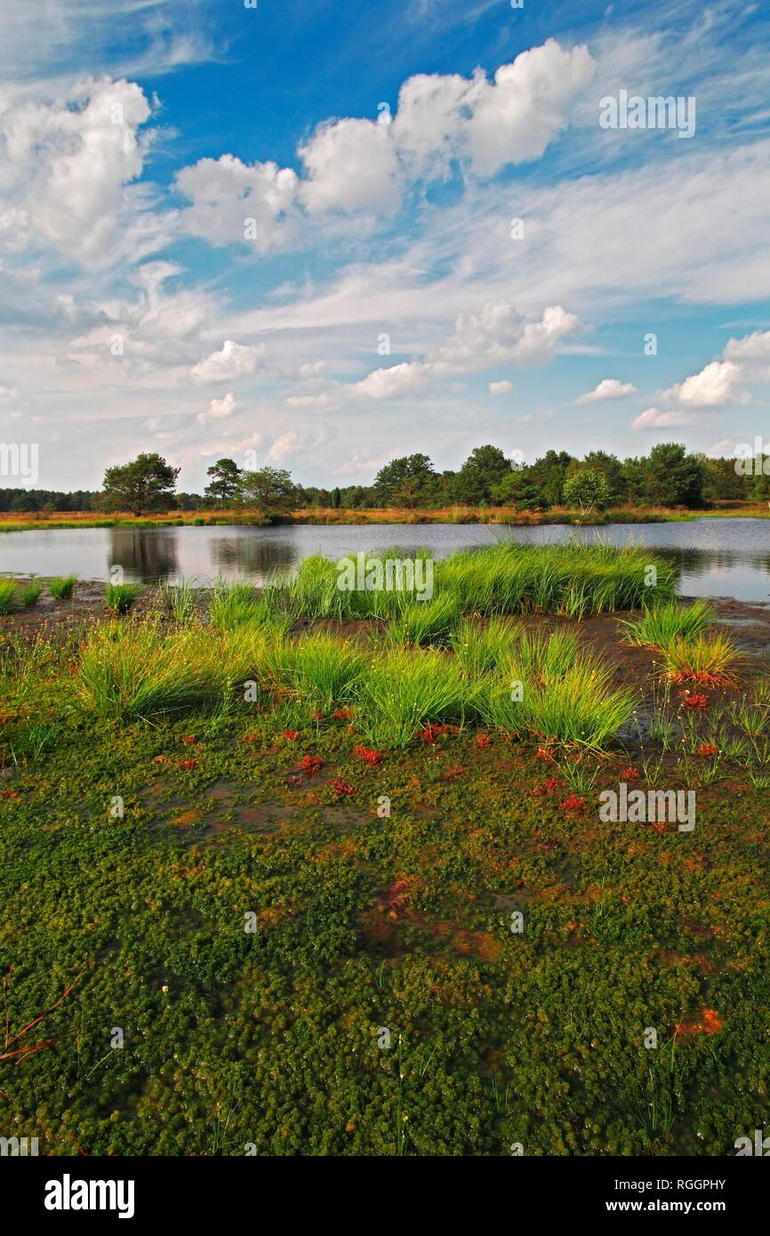 Moor landscape, pond with sedimentation zone, swingrass from peat moss (Sphagnum), Sundew (Drosera) and White beak-sedge Stock Photo