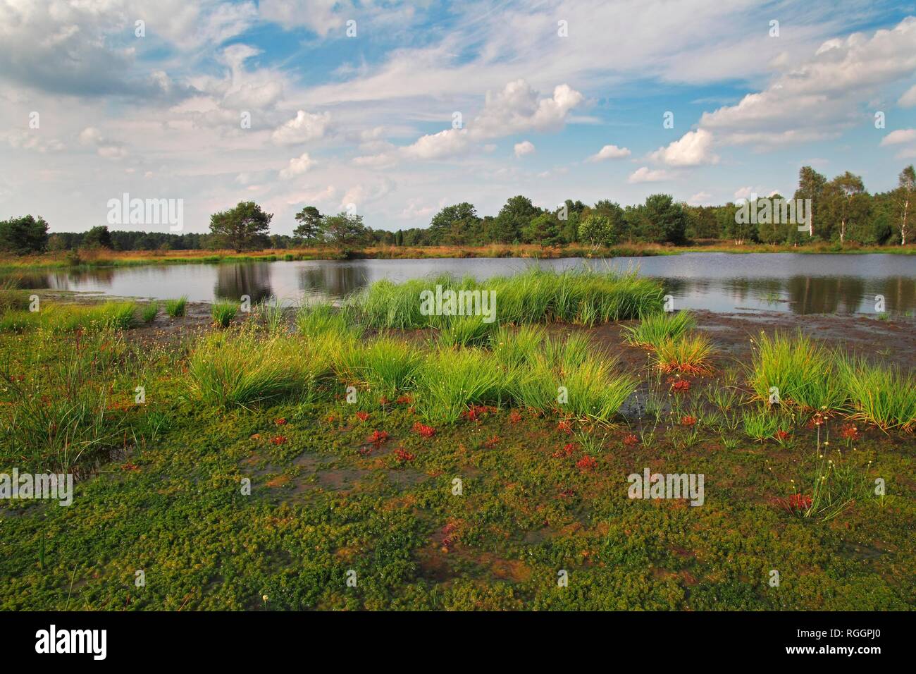 Moor landscape, pond with sedimentation zone, swingrass from peat moss (Sphagnum), Sundew (Drosera) and White beak-sedge Stock Photo