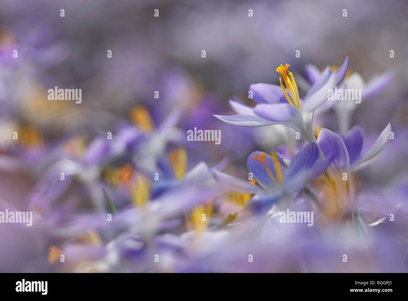 Purple Crocuses (Crocus), flower carpet, Saxony-Anhalt, Germany Stock Photo