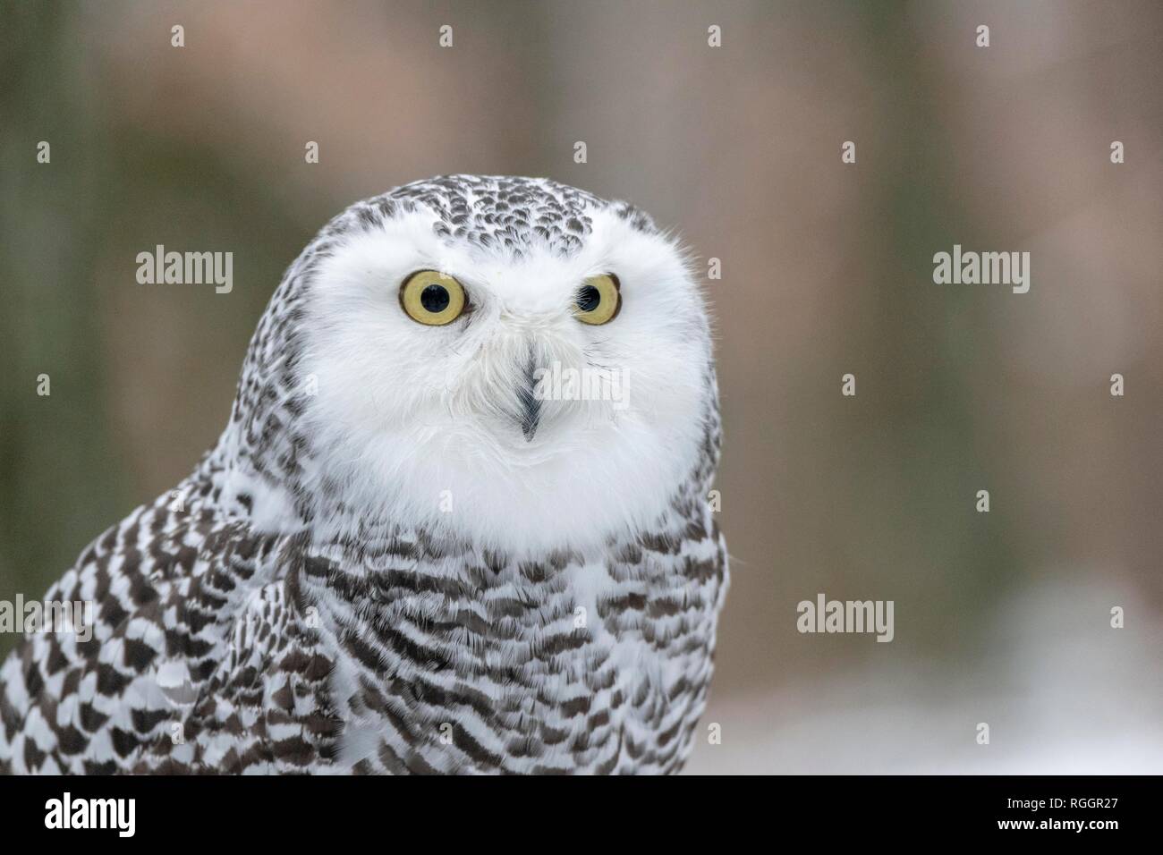 Snowy owl (Nyctea scandiaca), portrait, adult, captive, Czech Republic Stock Photo